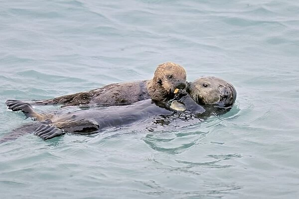 Alaskan  /  Northern Sea Otter - mother sharing food with pup - Alaska _D3B1604
