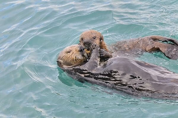 Alaskan  /  Northern Sea Otter - mother sharing a crab with pup - Alaska _D3B5025
