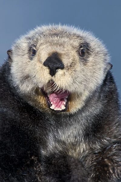 Alaskan  /  Northern Sea Otter - with mouth open - Alaska _D3B7338