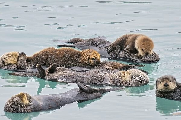 Alaskan  /  Northern Sea Otter - raft with two mothers with young pups - Sea Otters often rest and sleep together in an area that is protected from strong currents  /  wind and waves - Alaska _D3B2391