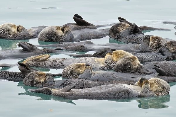 Alaskan  /  Northern Sea Otter - raft - Sea Otters often gather in a protected area (from current tide wind & waves) to rest - Alaska _D3B2759