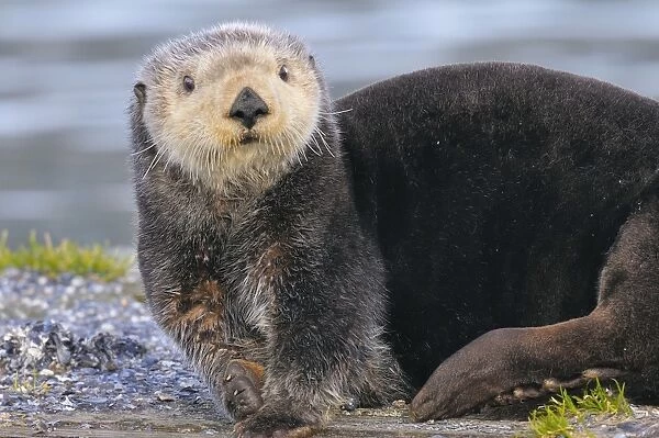 Alaskan  /  Northern Sea Otter - on shore _D3B3490