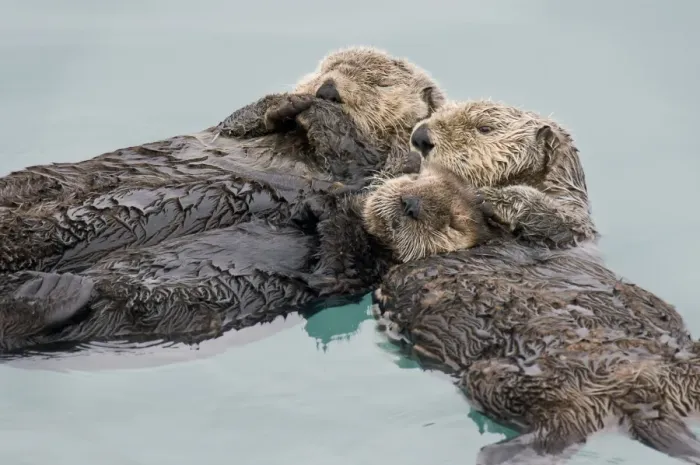 Framed Print : Alaskan / Northern Sea Otter - sleeping - mother (on right) is holding a several month old pup while they rest - another is sleeping in the same area and has bumped up against them - Sea Otters often gather in groups (rafts) Framed Print : Alaskan / Northern Sea Otter - sleeping - mother (on right) is holding a several month old pup while they rest - another is sleeping in the same area and has bumped up against them - Sea Otters often gather in groups (rafts)
