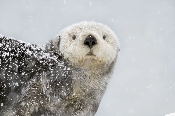 Alaskan  /  Northern Sea Otter - in snowstorm - Alaska _D3B6016
