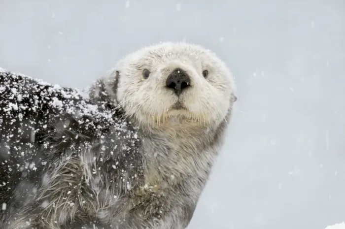 Framed Print : Alaskan / Northern Sea Otter - in snowstorm - Alaska _D3B6016 Framed Print : Alaskan / Northern Sea Otter - in snowstorm - Alaska _D3B6016