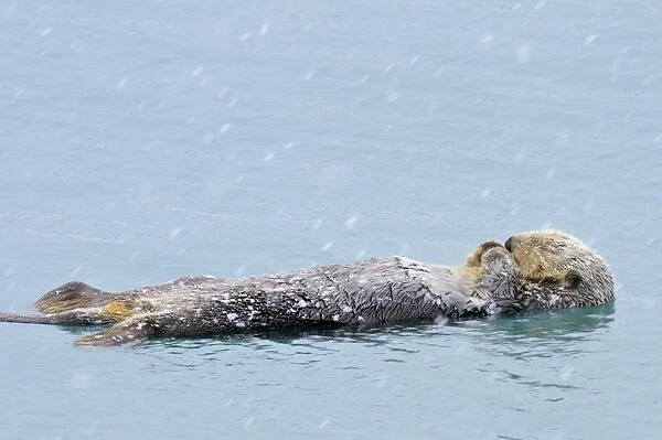 Alaskan  /  Northern Sea Otter - on water sleeping / resting during snow flurry - Alaska _D3B5912