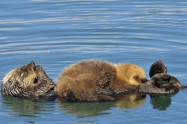 Alaskan  /  Northern Sea Otter - on water - pup nursing as mother grooms - Alaska _D3B7730