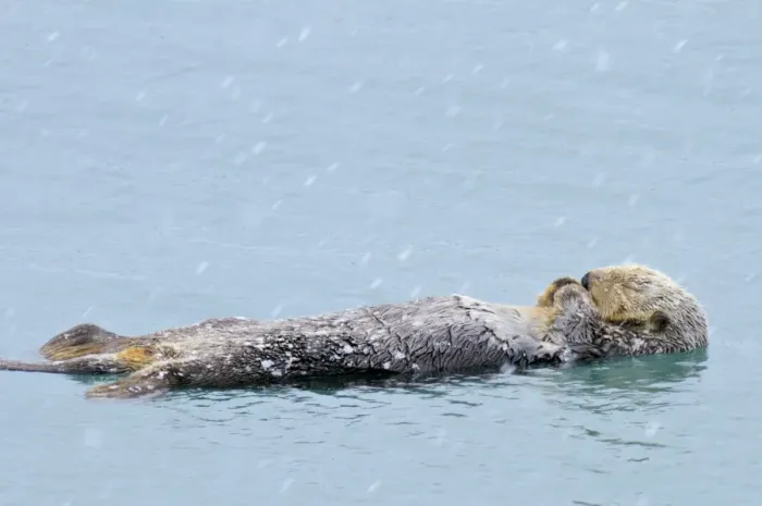 Framed Print : Alaskan  /  Northern Sea Otter - on water sleeping / resting during snow flurry - Alaska _D3B5912