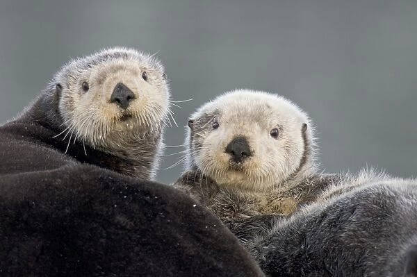 Alaskan  /  Northern Sea Otters - Alaska _D3B3416