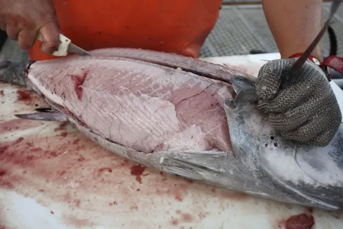 Framed Print : Albacore Tuna / Rose of the sea - being filleted - Oregon - USA Framed Print : Albacore Tuna / Rose of the sea - being filleted - Oregon - USA