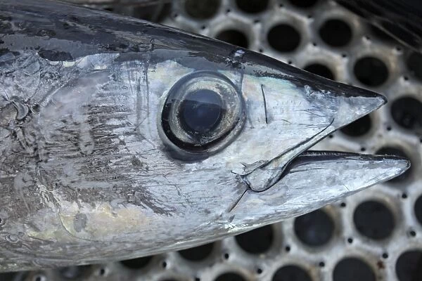 Albacore Tuna  /  Rose of the sea - head - Oregon - USA