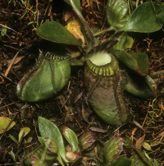 Framed Print : Albany Pitcher Plant Framed Print : Albany Pitcher Plant