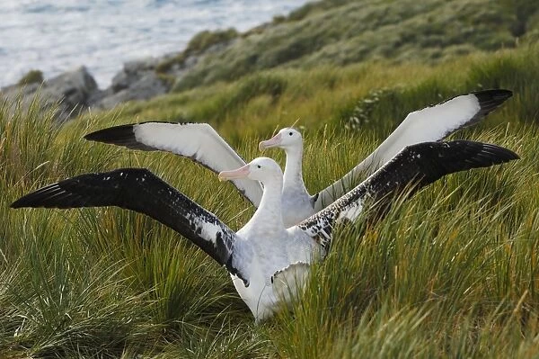 Albatros. SM-1799. Wandering Albatross - displaying
