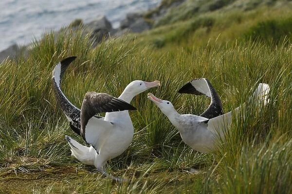 Albatros. SM-1800. Wandering Albatross - displaying