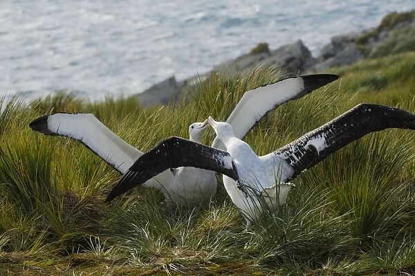 Albatros. SM-1801. Wandering Albatross - displaying