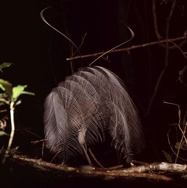 Albert's Lyrebird - in full courtship display. Male Albert's lyrebirds display all winter (breeding season) on rudimentary display ‘mounds consisting of a few trampled sticks or low vines on the montane rainforest floor