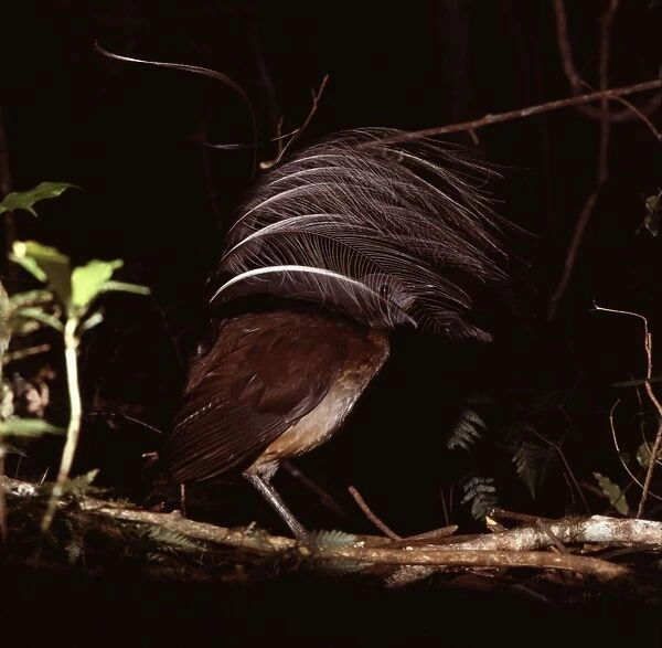 Albert's Lyrebird - Male in courtship display. The male selects the favourite of a number of display sites in his territory, which consist of a simple mat of sticks stamped flat on the rainforest floor
