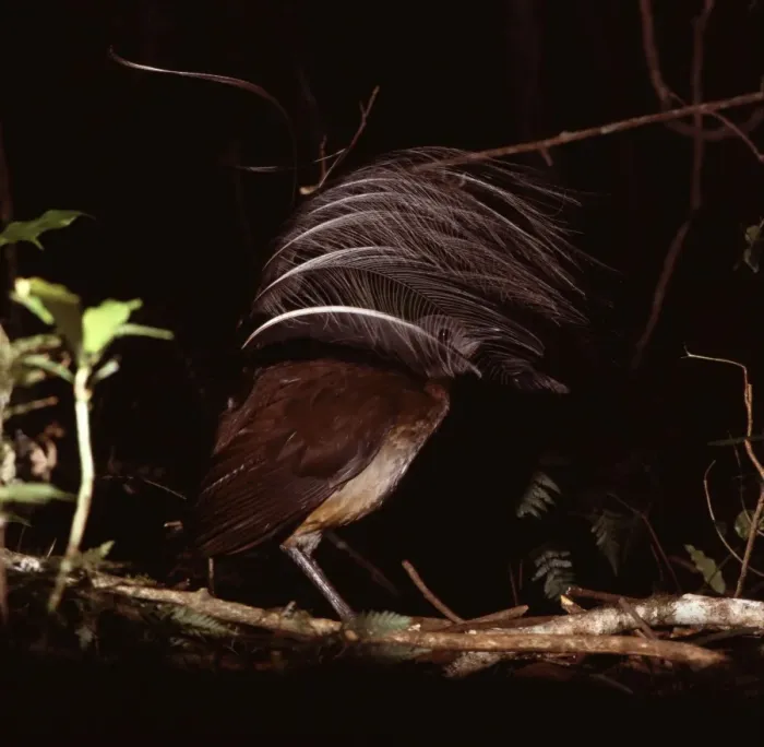 Framed Print : Albert's Lyrebird - Male in courtship display. The male selects the favourite of a number of display sites in his territory, which consist of a simple mat of sticks stamped flat on the rainforest floor Framed Print : Albert's Lyrebird - Male in courtship display. The male selects the favourite of a number of display sites in his territory, which consist of a simple mat of sticks stamped flat on the rainforest floor