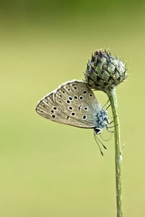 Framed Print : Alcon blue Underside, resting on plant Aggtelek National Park Hungary Framed Print : Alcon blue Underside, resting on plant Aggtelek National Park Hungary