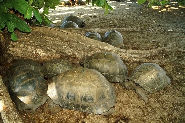 Aldabra Giant Tortoise - Group resting in the shade