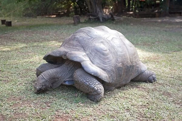 Aldabra Tortoise - Haller Park Mombasa Kenya