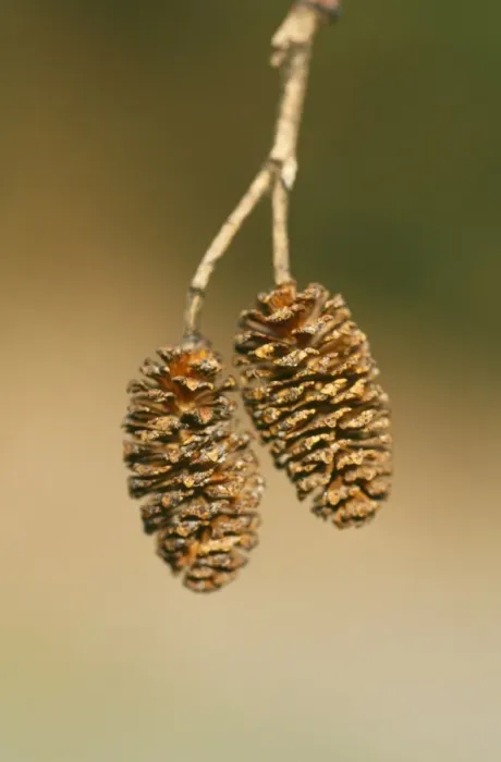 Framed Print : Alder Cones - April Framed Print : Alder Cones - April