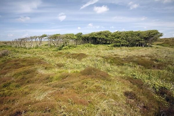 Alder - copse amongst heathland, De Bollekamer sand dune NP, Island of Texel, Holland