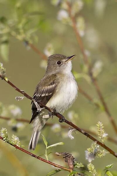 Alder Flycatcher. On territory in Spring. May in Connecticut, USA