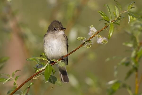 Alder Flycatcher - on territory in Spring. May in Connecticut, USA