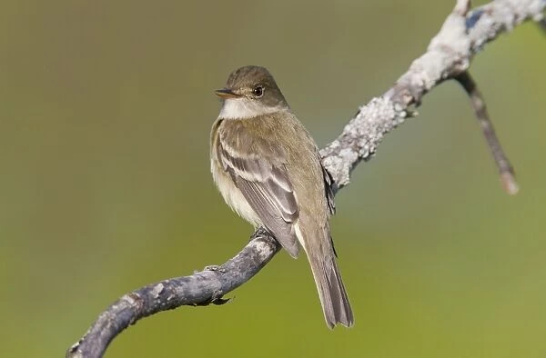 Alder Flycatcher. On territory in Spring. CT in May. USA