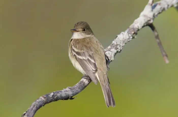Framed Print : Alder Flycatcher. On territory in Spring. CT in May. USA Framed Print : Alder Flycatcher. On territory in Spring. CT in May. USA