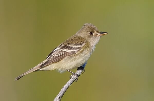 Alder Flycatcher. On territory in Spring. CT in May. USA