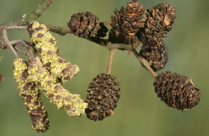 Framed Print : Alder - male catkins & female cones Framed Print : Alder - male catkins & female cones