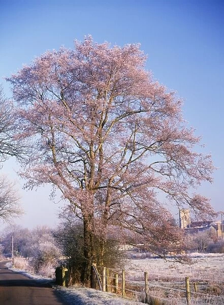 Alder Tree - frosty morning Frome Valley, Dorset, UK