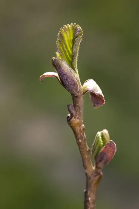 Framed Print : Alder Tree - twig with bud Framed Print : Alder Tree - twig with bud