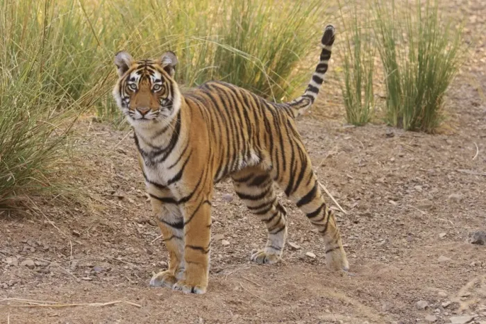 Framed Print : Alert Royal Bengal Tiger, Ranthambhor National Park, India Framed Print : Alert Royal Bengal Tiger, Ranthambhor National Park, India