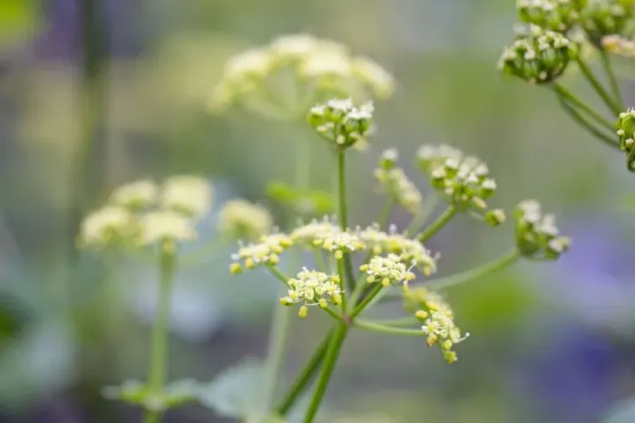 Framed Print : Alexanders - in flower - Spring - Cornwall, UK Framed Print : Alexanders - in flower - Spring - Cornwall, UK