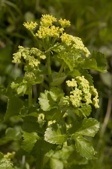 Framed Print : Alexanders (Smyrnium olusatrum) at Corfe Castle, Dorset Framed Print : Alexanders (Smyrnium olusatrum) at Corfe Castle, Dorset