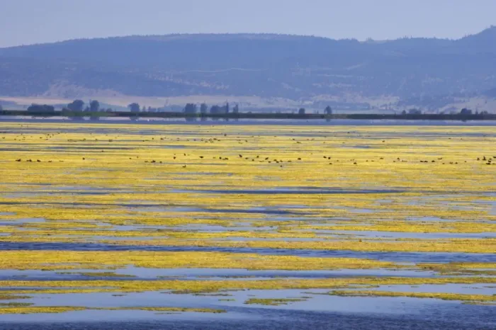 Framed Print : Algae Growth on Lake Klamath NWR, , California, USA LA000815 Framed Print : Algae Growth on Lake Klamath NWR, , California, USA LA000815