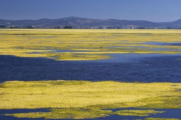 Algae Growth on Lake Klamath NWR California, USA LA000810