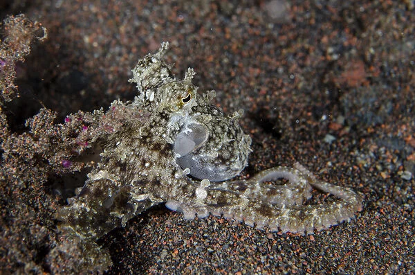 Algae Octopus camouflaged on sand - night dive, Seraya Secrets dive site, Seraya, Karangasem, Bali, Indonesia, Indian Ocean Algae Octopus camouflaged on sand - night dive, Seraya Secrets dive site, Seraya, Karangasem, Bali, Indonesia, Indian Ocean