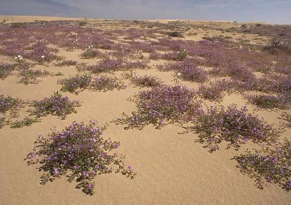 Algodones dunes - also known as Imperial sand dunes. Protected part of dunes, with abundant flowers such as sand verbena and dune evening-primrose. SE California, near Mexican border, USA
