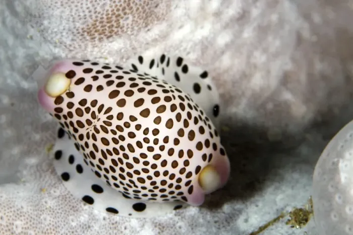 Framed Print : Allied Cowries - Indonesia