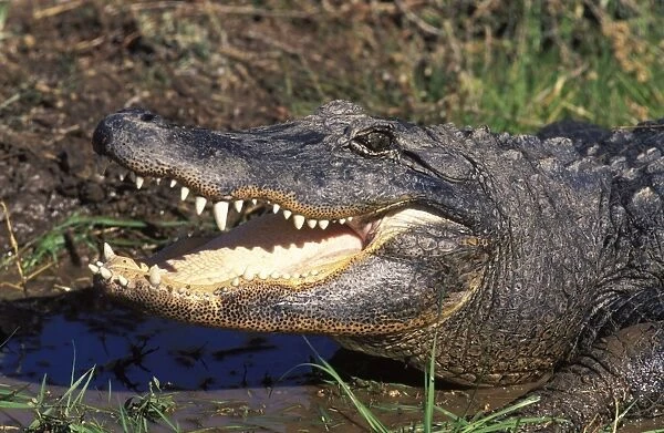 Alligator. FG-DM-195. Alligator. Alligator mississipiensis