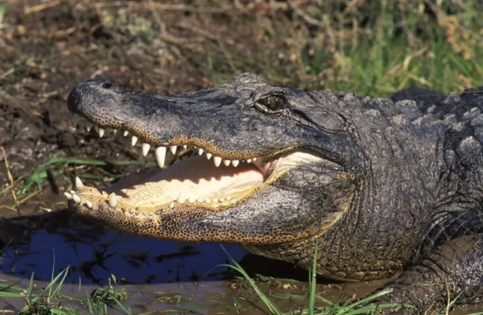 Framed Print : Alligator. FG-DM-195. Alligator. Alligator mississipiensis Framed Print : Alligator. FG-DM-195. Alligator. Alligator mississipiensis