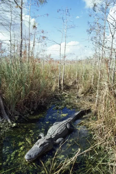 Framed Print : Alligator - in it's water hole Dwarf Cypress Forest, Everglades, Florida, USA