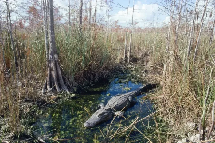 Framed Print : Alligator - in it's water hole Dwarf Cypress Forest, Everglades National Park, Florida, USA