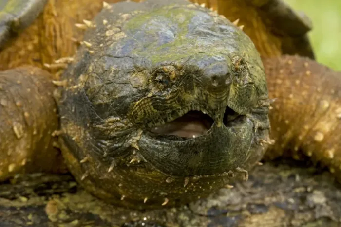 Framed Print : Alligator Snapping Turtle - Louisiana - USA Framed Print : Alligator Snapping Turtle - Louisiana - USA