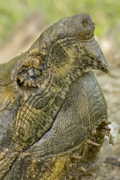 Framed Print : Alligator Snapping Turtle - Louisiana - USA Framed Print : Alligator Snapping Turtle - Louisiana - USA