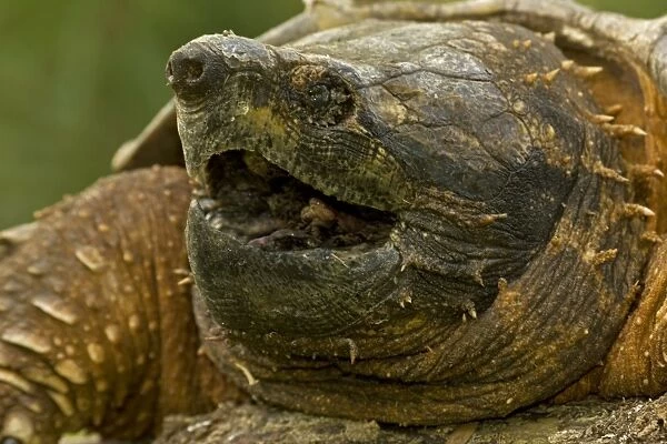 Alligator Snapping Turtle - Louisiana - USA